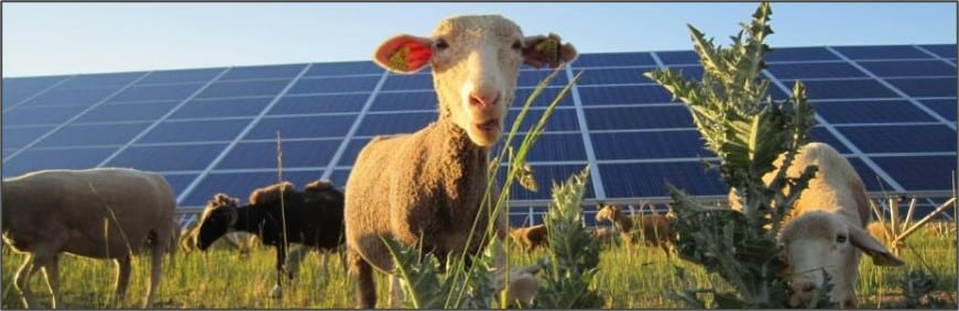 Agrivoltaïsme ovin : une nouvelle voie de développement pour la filière élevage